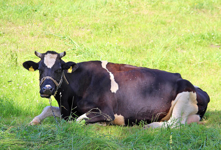 Portrait of black and white cow gazingの写真素材