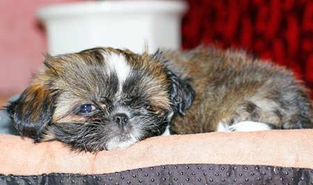 Young dog Shih Tzuの写真素材