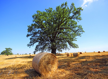 hay stack in a summer field, Polandの写真素材
