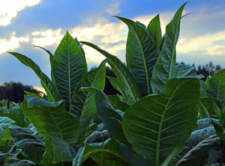 growing tobacco on a field in Polandの写真素材