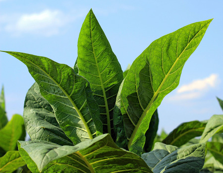 growing tobacco on a field in Polandの写真素材