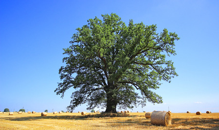 hay stack in a summer field, Polandの写真素材