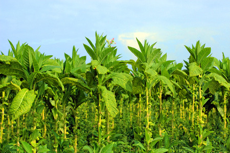 growing tobacco on a field in Polandの写真素材
