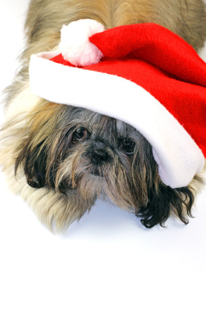 Shih Tzu puppyの写真素材