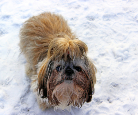 shi tzu dogの写真素材
