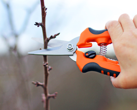 tree pruning