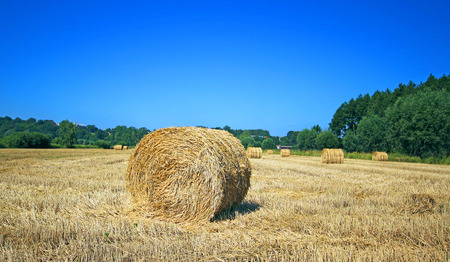 Hay bales on the field after harvest, Poland