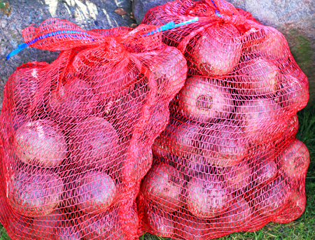 Red beets in the bagの写真素材