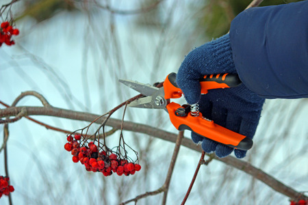 Pruning trees by pruning shears