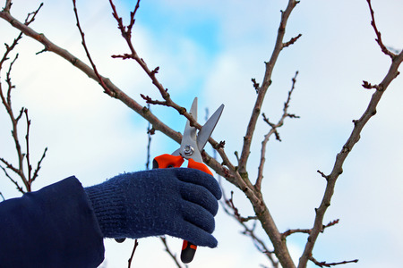Pruning trees by pruning shearsの写真素材