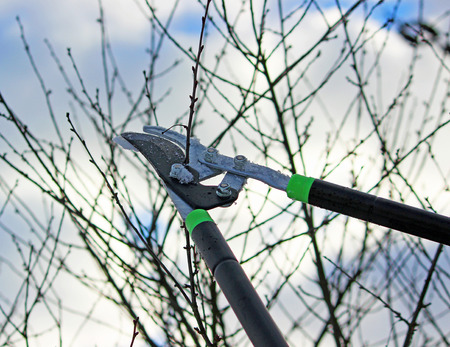 Pruning trees by pruning shearsの写真素材