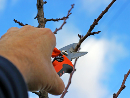 Tree pruning.の写真素材