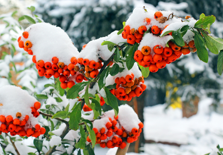 Red pyracantha berries covered by snow in winterの写真素材