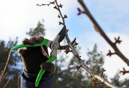 Tree pruning.