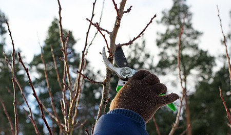 Tree pruning.