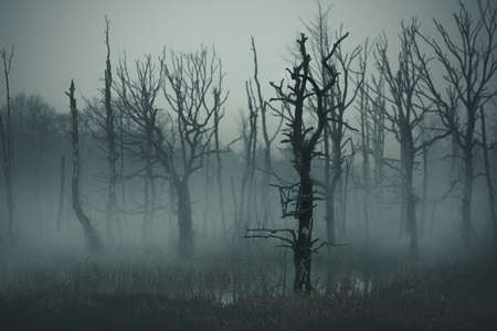 Dead forest