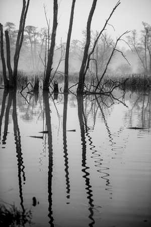 Dead forest