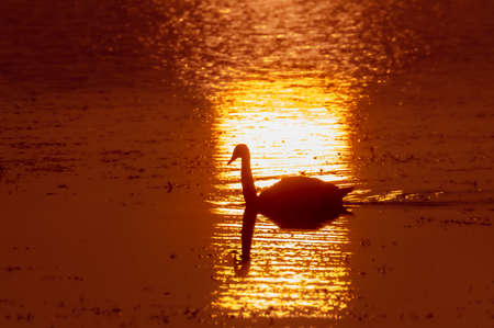 Birds over waterの写真素材