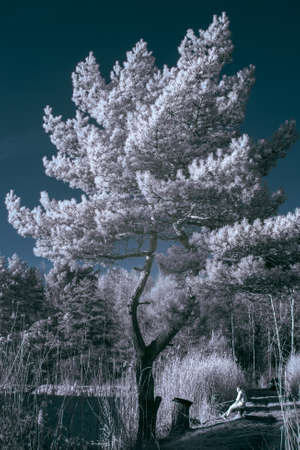Infrared landscapeの写真素材