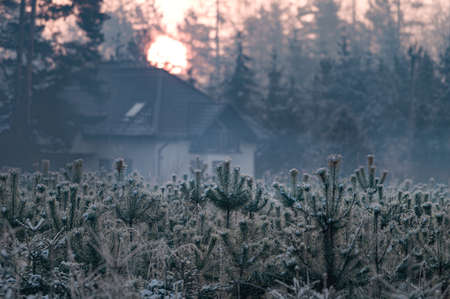 In the morningの写真素材