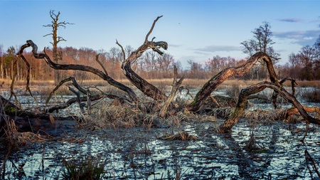 Dead forest