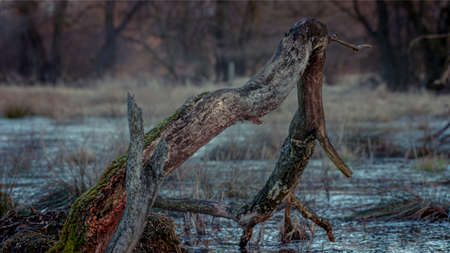 Dead forest