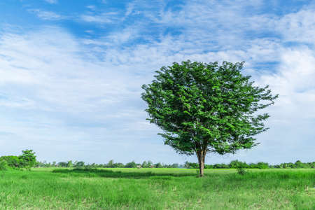 The tree stands out in the green fields under the blue sky.