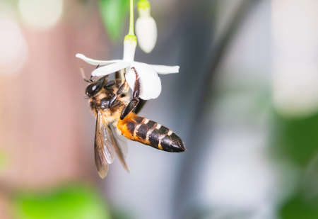Wasp hang on nectar from white flowers on out of focus background.の写真素材