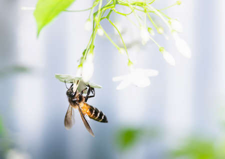 Wasps suck nectar from white flowers for food on out of focus backgroundの写真素材