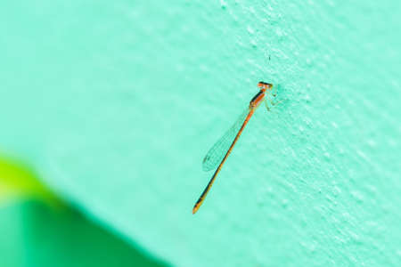 The dragonfly perched on the fence during the day.の写真素材