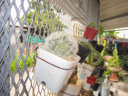 Cactus white thorn on the fence in front of the house.の写真素材