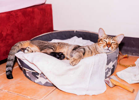 The cat sleeps comfortably and perfect dream on a cat bed in the owner's bedroom.の写真素材