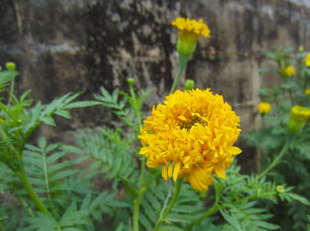 Yellow marigolds blooming contrast with green leaf in the backyard.の写真素材