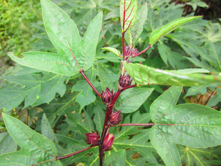 Roselle is a small herbaceous plant. The trunk and branches are reddish purple. There are many types of leaves, the edge of the leaf is smooth, sometimes there are 3 notches concave.の写真素材