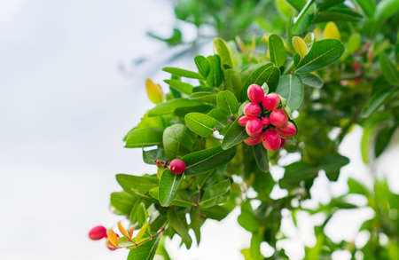Bengal Currant fruit or Carandas plum, avant-garde fruit But full of medicinal properties on out of focus background.の写真素材