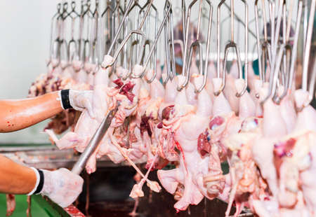 The process of removing the innards from the chicken on the conveyor.の写真素材