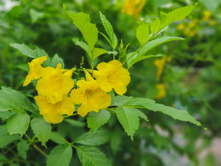 Trumpetbush, an auspicious flower, popularly planted in front of the house.