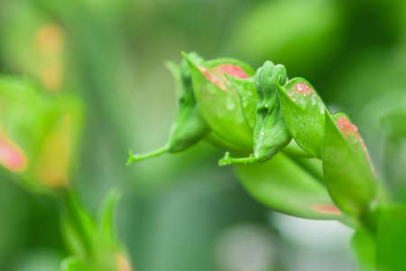 Slipper plant is a succulent plant branches are cylindrical, green, rough with white latex, native...