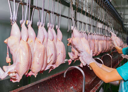 A worker cut through the abdomen of the fresh chicken to make it possible to remove the giblets In...