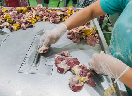 Workers are peeling chicken gizzard to clean the parts. To prepare for sale