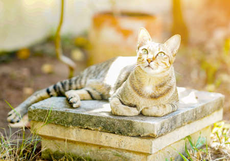 A cat lounging in the front garden in the soft sunlight.の写真素材