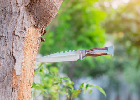 The hunting knife stuck in the tree on out of focus background.の写真素材