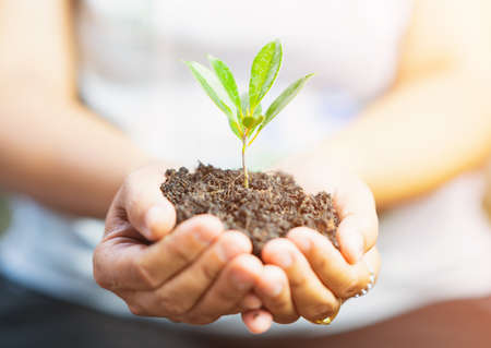 Hands holding plant is symbol save the world on out of focus background.の写真素材