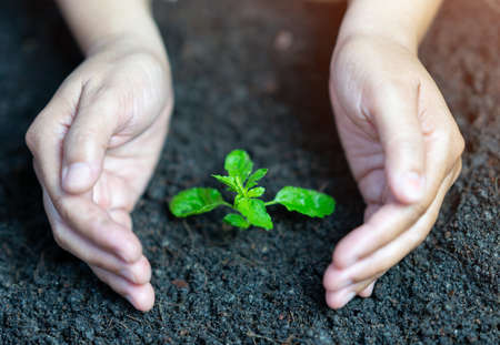 Plant in holding hand concept go green save the world.の写真素材