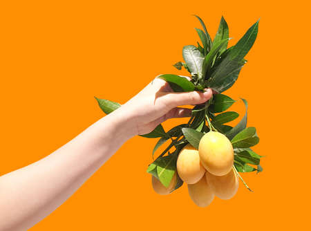 Fresh Sweet yellow Marian plums in woman hands on isolate orange background.