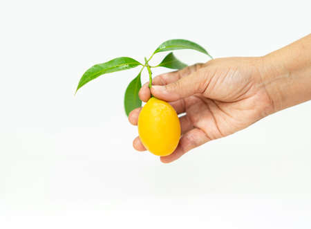 Hand catch Sweet Marian plum fruit isolated on white background.の写真素材