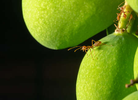 Red ants perched on the mango fruit On a black background.の写真素材