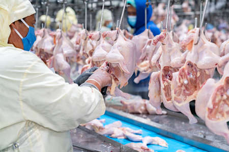 Workers are cutting parts of a chicken in a factory.の写真素材