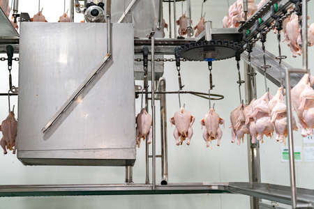 Chain conveying fresh chicken into spray cleaning machine.の写真素材