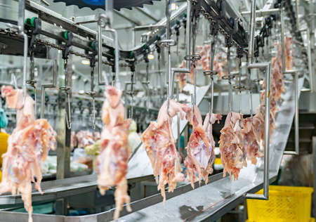 Fresh chicken after part cutting process in slaughter house.の写真素材